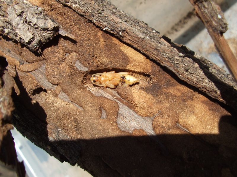 X. stebbingi 005.jpg