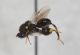 Chalcididae da ID2.JPG