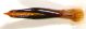 Anthaxia_IMG_8128_C00806.jpg