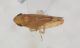 Cicadellidae A da ID1.JPG