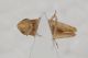 Cicadellidae A da ID2.JPG