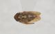 Cicadellidae B da ID4.JPG