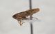 Cicadellidae B da ID5.JPG