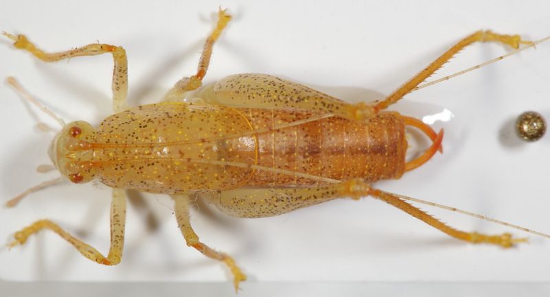 Cyrtaspis scutata maschio1.JPG