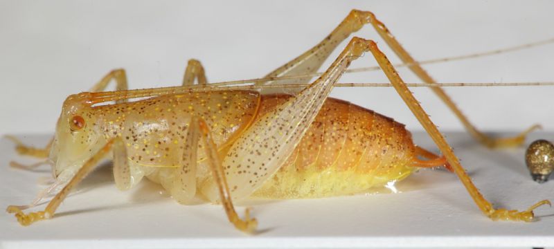 Cyrtaspis scutata maschio2.JPG