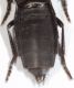 Ocypus olens2.JPG