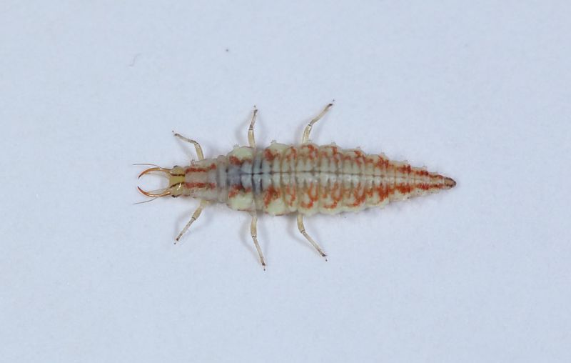 larva di neurottero1.JPG