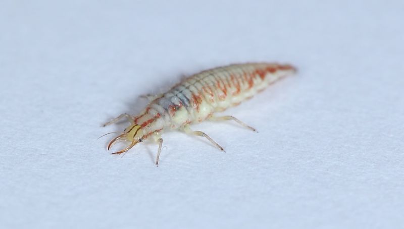 larva di neurottero2.JPG