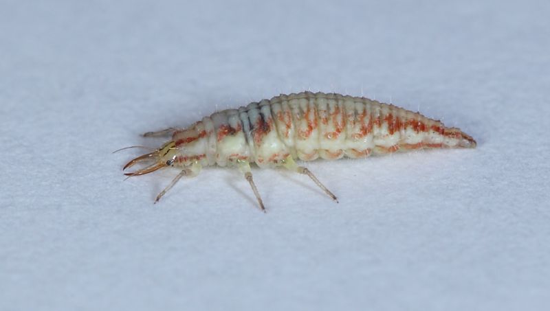 larva di neurottero3.JPG