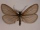 H. penella.JPG
