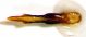 Anthaxia_IMG_8295_C00848.JPG