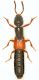 Staphylinidae.jpg