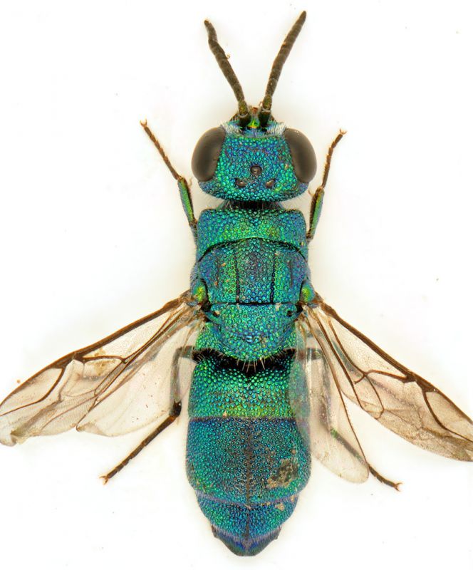 Chrysididae.jpg