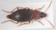 Carabidae A ID1.JPG