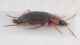 Carabidae A ID2.JPG