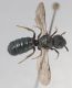 Ceratina sp1.JPG