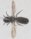 Ceratina sp2.JPG