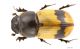 Aphodius_coniugatus_s_C00874.jpg