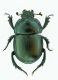Trypocopris-alpinus-alpinus-maschio.jpg