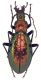 Carabus_rutilans_France_Fontfrede_13-XII-1997_36mm.jpg