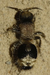 Mutilidae_3846.jpg