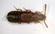 Staphylinide 03.JPG