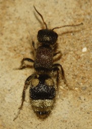 Mutillidae_3945.jpg