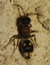 Mutillidae_4196.jpg