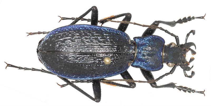 Carabus sp..jpg