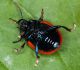 Crysomela sanguinolenta1.jpg