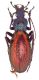 Carabus_hispanus_Francia_Foret_de_Sivens_2-X-1985_30mm.jpg