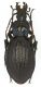 Carabus_solieri_bonnetianus_Francia_Tanneron_14-XII-1977_32mm.jpg