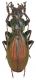 Carabus_daphnis_Georgia_Lebarde_1600m_VII-1992_30mm.jpg