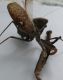 L1040563.JPG