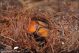 Rhynchophorus_ferrugineus_3572.jpg