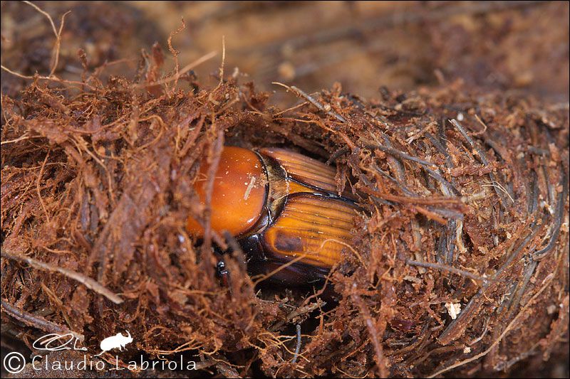 Rhynchophorus_ferrugineus_3572.jpg