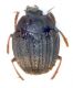 (Histeridi) Onthophilus affinis.jpg