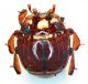 (Histeride) Hetaerius ferrugineus1(Olivier).JPG