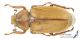 Anoxia_pasiphae_s_C00924.JPG