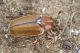 Anoxia_pasiphaeIMG_9290.JPG