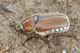 Anoxia_pasiphaeIMG_9295.JPG