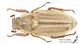 Anoxia_matutinalis_s_C00921.jpg