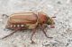 Anoxia_matutinalisIMG_9456.JPG
