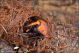 Rhynchophorus_ferrugineus_3573.jpg