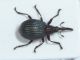 Apionidae ID2.JPG