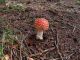 Campigna_9_10-10-2010_Amanita_muscaria 090.jpg