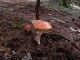 Campigna_9_10-10-2010_Amanita_muscaria 094.jpg
