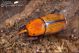 Rhynchophorus_ferrugineus_3577.jpg