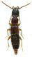 Staphylinidae_Fiano_3-X-2010_4,2mm.jpg