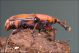 Rhynchophorus_ferrugineus_3590.jpg